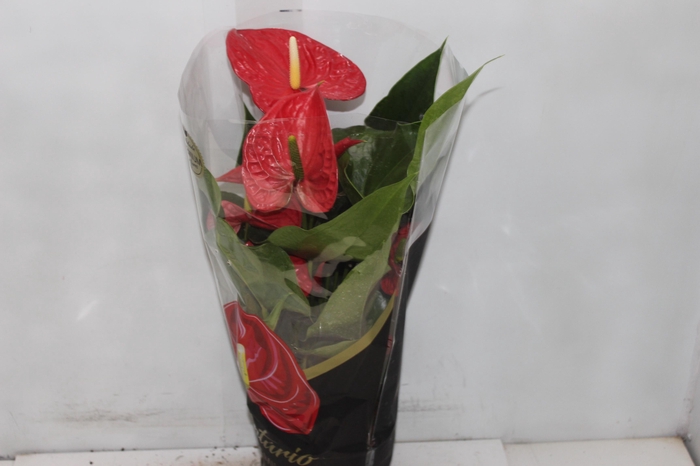 <h4>ANTHURIUM MICHIGAN P17 PREMIUM</h4>