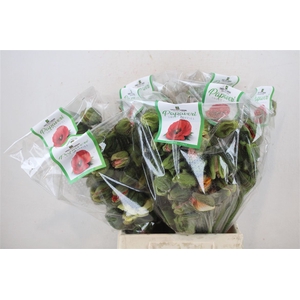 Papaver Mixed Extra P Stem