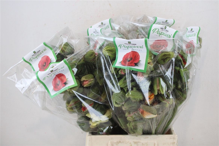 <h4>Papaver Mixed Extra P Stem</h4>