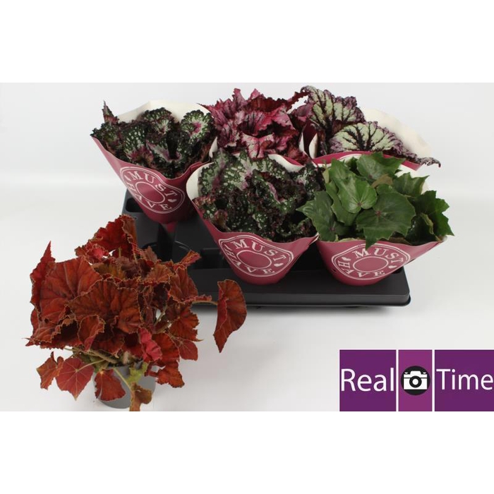 <h4>BEG BEL GEM</h4>