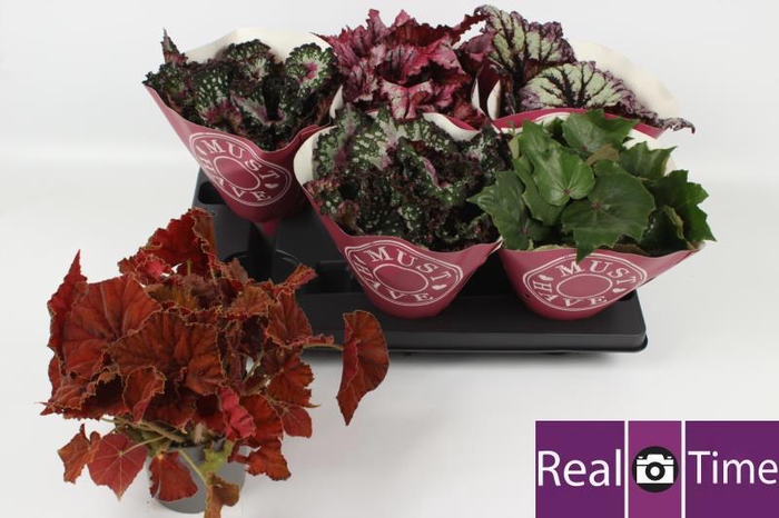 <h4>BEG BEL GEM</h4>