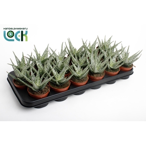 Aloe Snow Flake