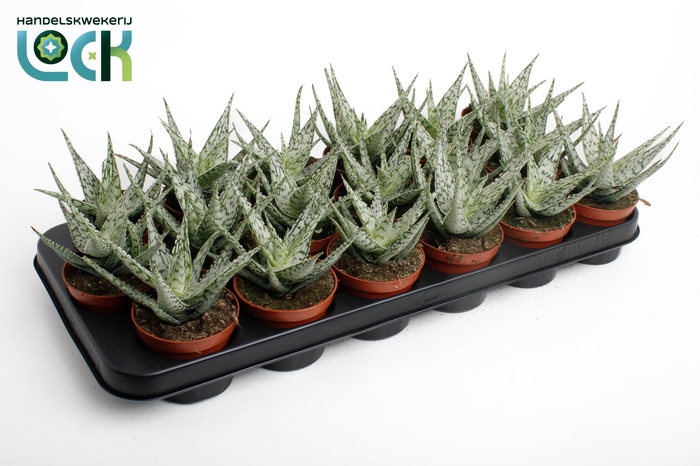 <h4>Aloe Snow Flake</h4>