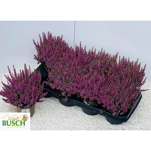CALLU BL LYNN