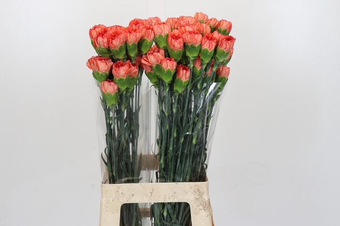 <h4>Dianthus St Kalimero</h4>