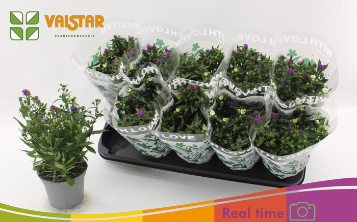 <h4>ASTER NB OV</h4>