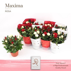 Ro Gemengd Duo Dolc'Amore X-Mass Hoes Metallic