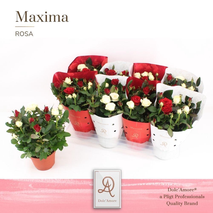 <h4>Ro Gemengd Duo Dolc'Amore X-Mass Hoes Metallic</h4>