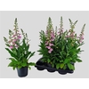 Digitalis Purpurea Hanabee Rose
