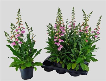 Digitalis Purpurea Hanabee Rose