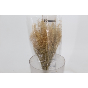 PLANTA SECA SEMENTINHA ALVEJADA 50CM