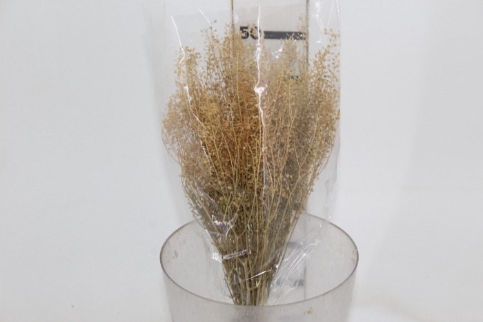 <h4>PLANTA SECA SEMENTINHA ALVEJADA 50CM</h4>