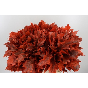 Eik Grof Frost Oranje
