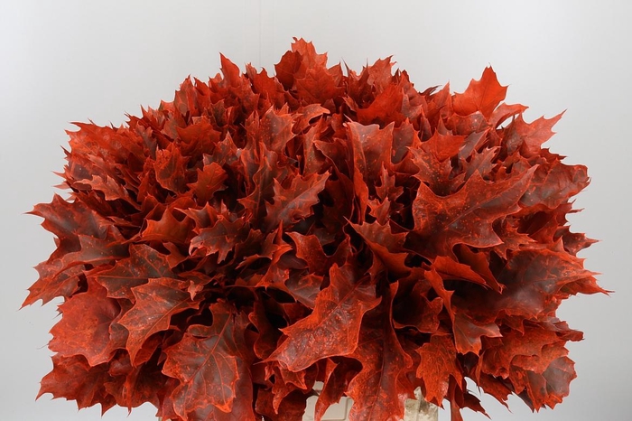 <h4>Eik Grof Frost Oranje</h4>