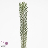 Leucad Galpinii