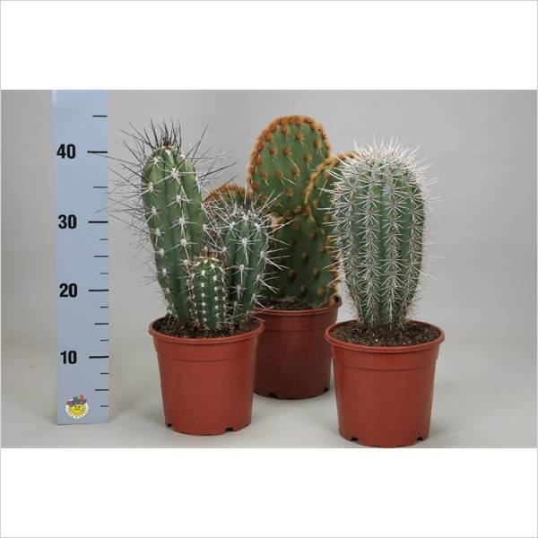arr3 UB - Cactus pastel schaaltje kl. x5