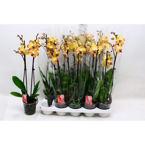 PHAL F PAPAGAYO