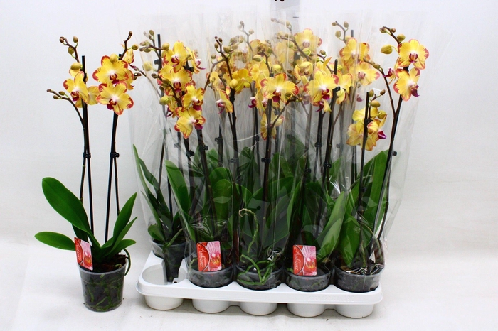 <h4>PHAL F PAPAGAYO</h4>