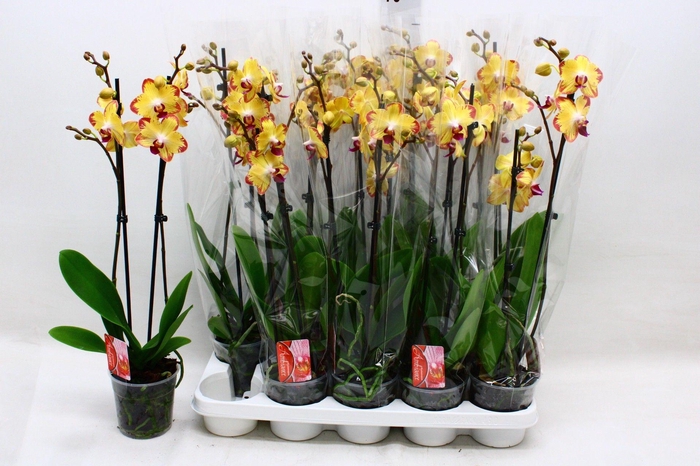 <h4>PHAL F PAPAGAYO</h4>