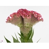 Celosia Turbo Pink Rich