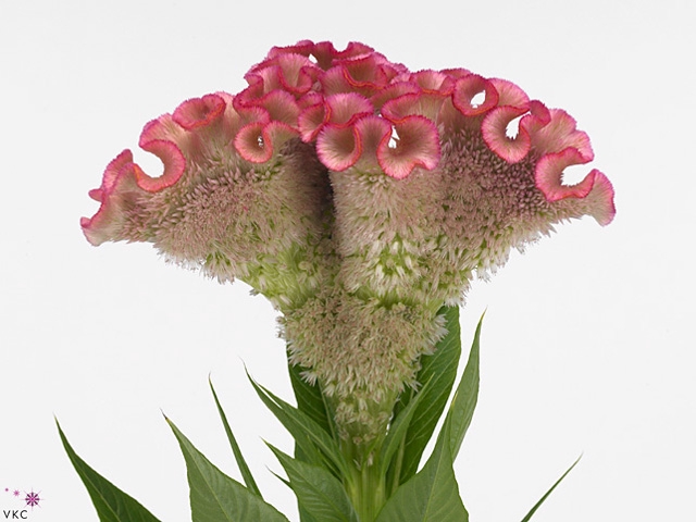 Celosia Turbo Pink Rich