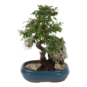 Bonsai Mix with Rock in 26cm Ceramic