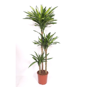 Dracaena frag. 'Riki'