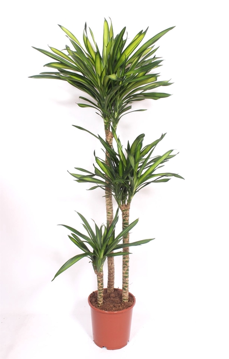 <h4>Dracaena frag. 'Riki'</h4>