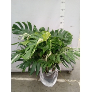 Monstera delic. 'Variegata'