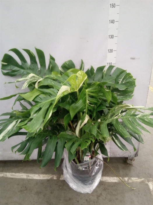 <h4>Monstera delic. 'Variegata'</h4>