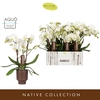Phalaenopsis wit meer takken