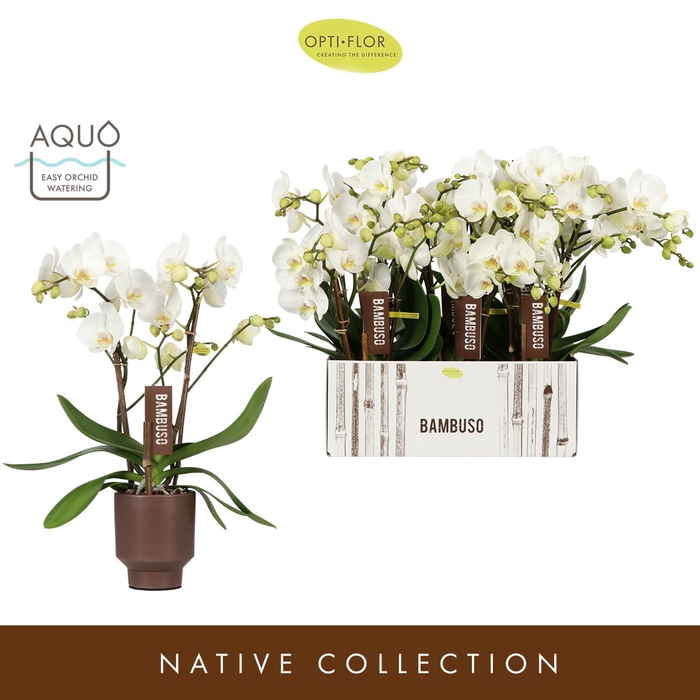 Phalaenopsis wit meer takken