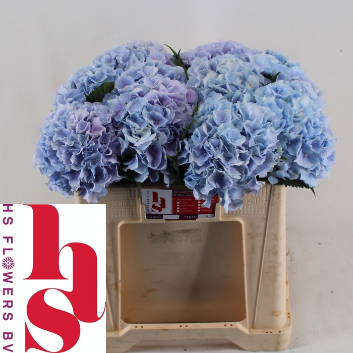 <h4>HYDR M CH VERENA BL</h4>