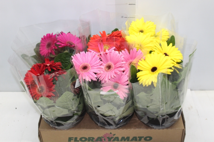 GERBERA P14 MIN 5 FLS
