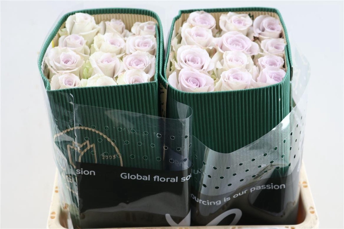 <h4>R Gr Andrea</h4>