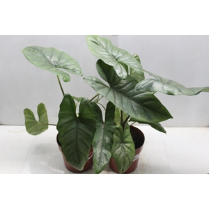 ALOCASIA BISMA P17