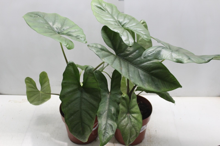 <h4>ALOCASIA BISMA P17</h4>