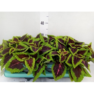 Plectranthus col. 'MSt Alligator A'