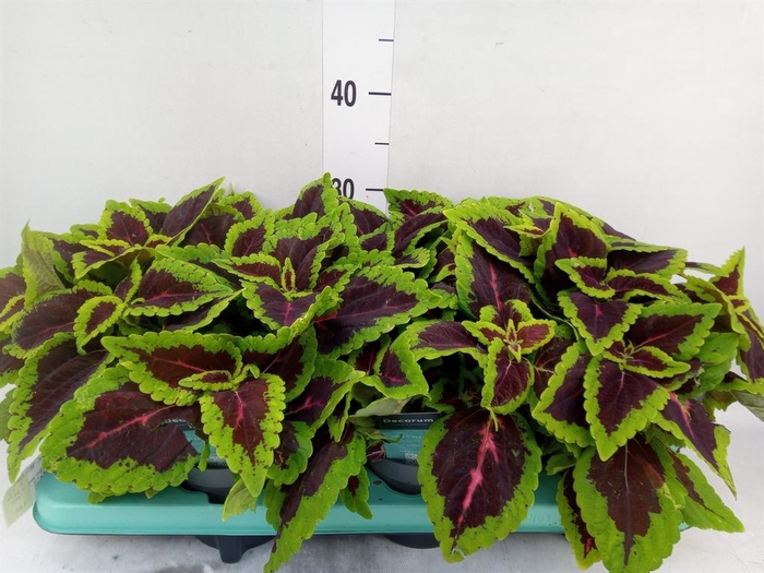 <h4>Plectranthus col. 'MSt Alligator A'</h4>