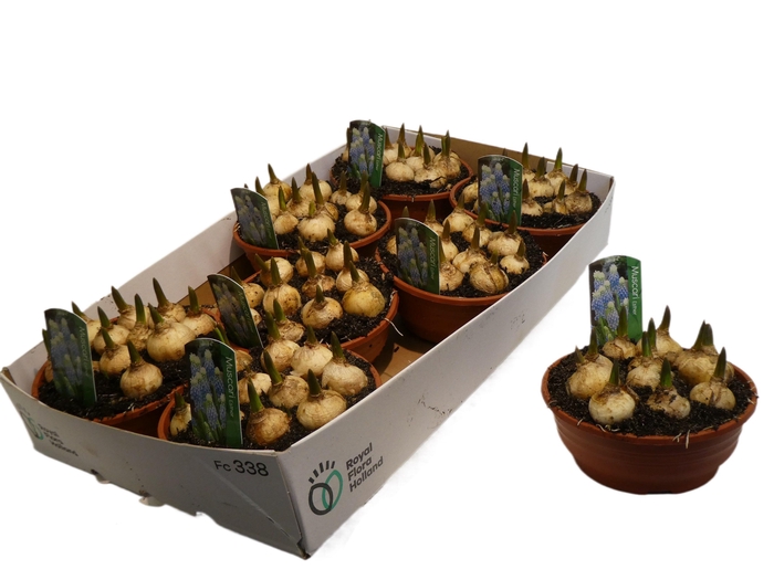 <h4>MUSCAR ESTHER</h4>