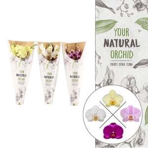 Your Natural Orchid | Mix in paper sleeve | Phalaenopsis 2 spike