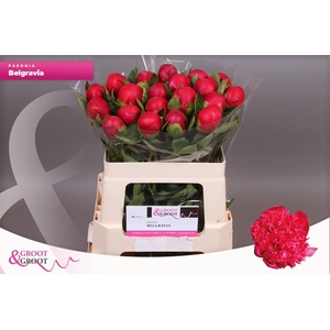 Paeonia Belgravia | Heavy Quality