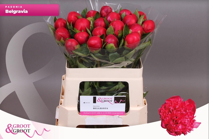 <h4>Paeonia Belgravia | Heavy Quality</h4>