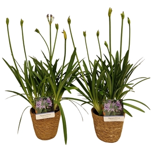 Agapanthus Charlotte blauw pot 12 cm in zeegras mand