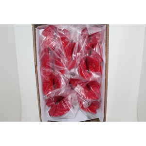ANTHURIUM IMPULZ 11/13 040 CM DIAM MIN 11 CM VERMELHO