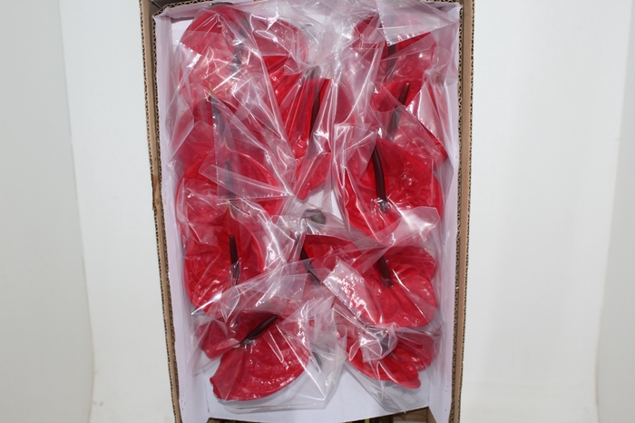 <h4>ANTHURIUM IMPULZ 11/13 040 CM DIAM MIN 11 CM VERMELHO</h4>