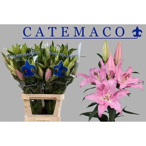 Lilium OR Catemaco