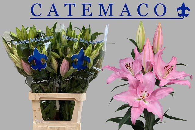 <h4>Lilium OR Catemaco</h4>