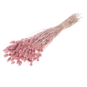 Phalaris Pink Misty