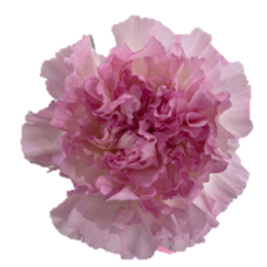 Di St One Dollar Bicolor Pink 75cm CO